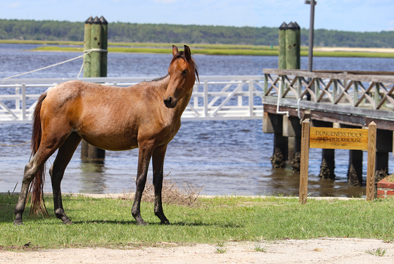 Cumberland Island