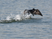 Cormorant taking off