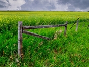 Canola Fields 