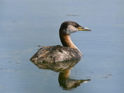 Female Grebe