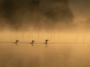 3 Common Loons 