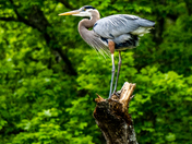 Uwharrie National Forest