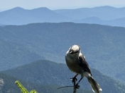 Mount Willey