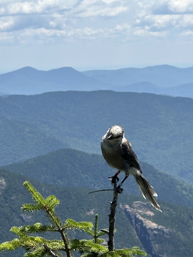 Mount Willey