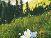 Uncompahgre National Forest