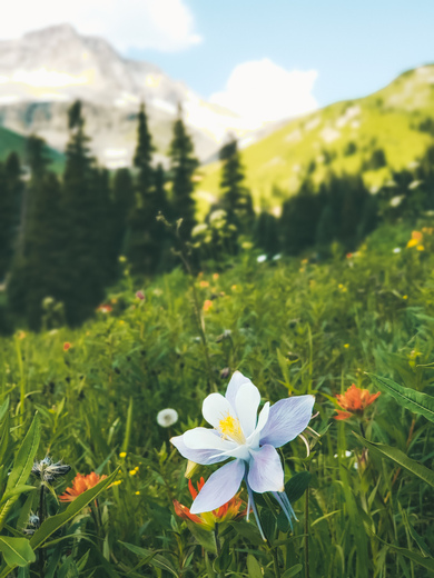 Uncompahgre National Forest