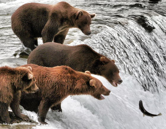 Katmai National Park