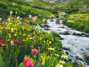 Gunnison National Forest