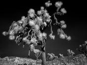 Joshua Tree National Park