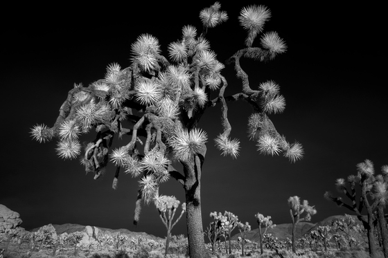 Joshua Tree National Park