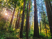 Redwood National and State Parks