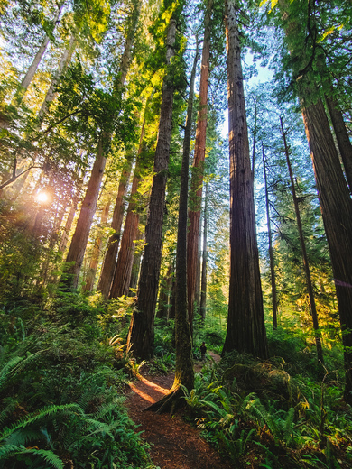 Redwood National and State Parks