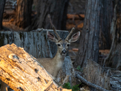 Yosemite National Park