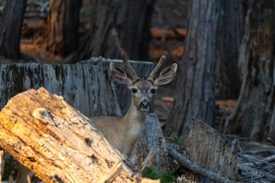 Yosemite National Park
