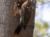Nesting Flicker