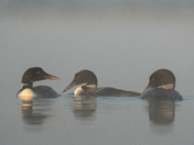 3 Loons