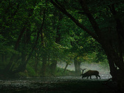 Great Smoky Mountains National Park