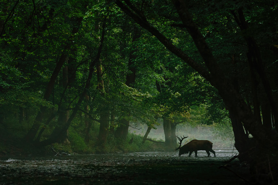 Great Smoky Mountains National Park
