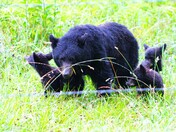 Great Smoky Mountains National Park