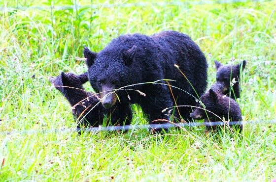 Great Smoky Mountains National Park