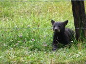 Great Smoky Mountains National Park