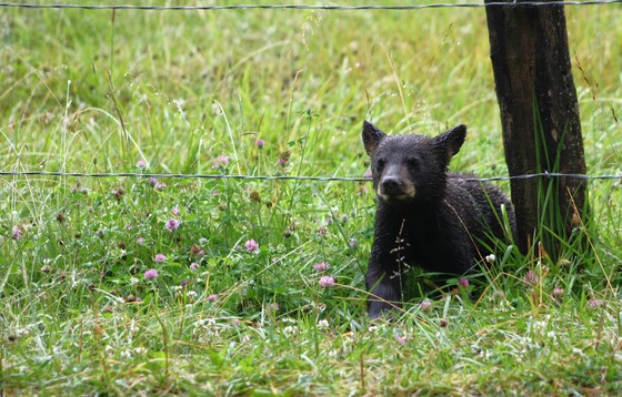 Great Smoky Mountains National Park