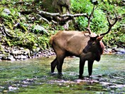Great Smoky Mountains National Park
