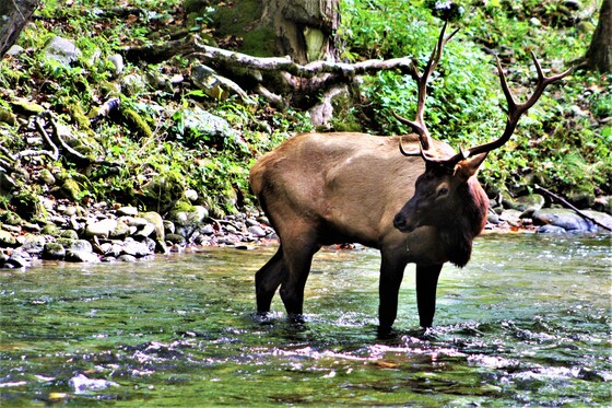 Great Smoky Mountains National Park