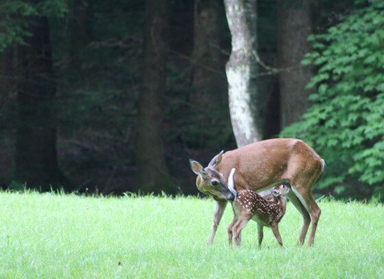 Great Smoky Mountains National Park