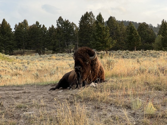 Yellowstone National Park 