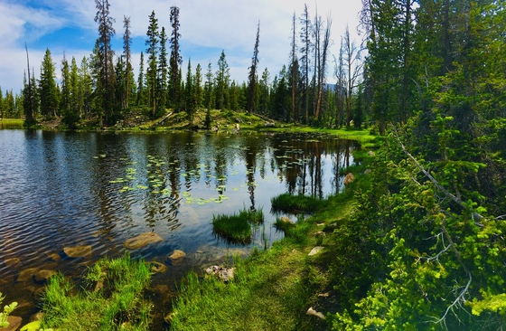 Uinta National Forest 