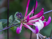 Honeysuckle Blossom 