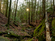 Bankhead National Forest