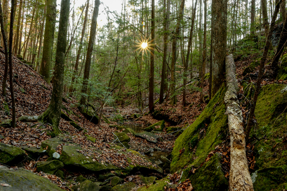 Bankhead National Forest