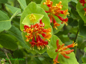 Wild Honeysuckle Flowers