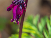 Wild or Western Bleeding Heart Blossom
