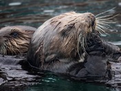 Kenai Fjords National Park 