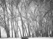 Rocky Mountain Arsenal National Wildlife Refuge