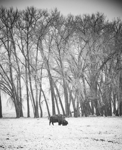 Rocky Mountain Arsenal National Wildlife Refuge