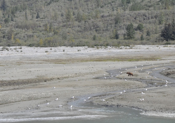 Glacier Bay National Park