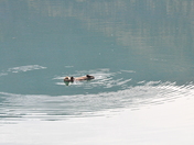 Glacier Bay National Park