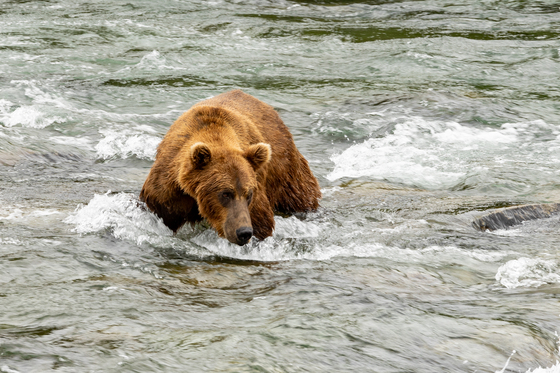 Katmai National Park and Preserve