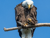 Bald Eagle Fist Pump