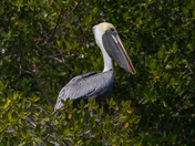 Everglades National Park 