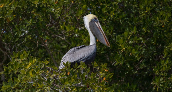 Everglades National Park 