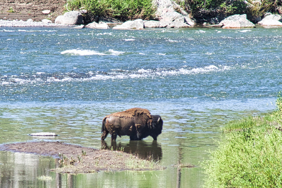 Yellowstone National Park