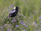 Bobolink In Alfalfa