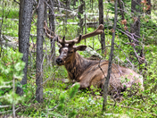 Grand Teton National Park
