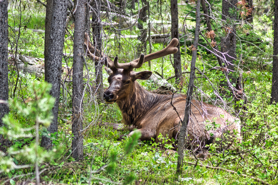 Grand Teton National Park