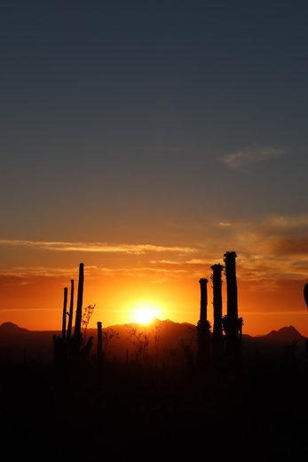 Saguaro National Park